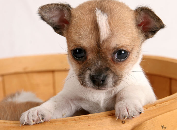 chihuahua (10)