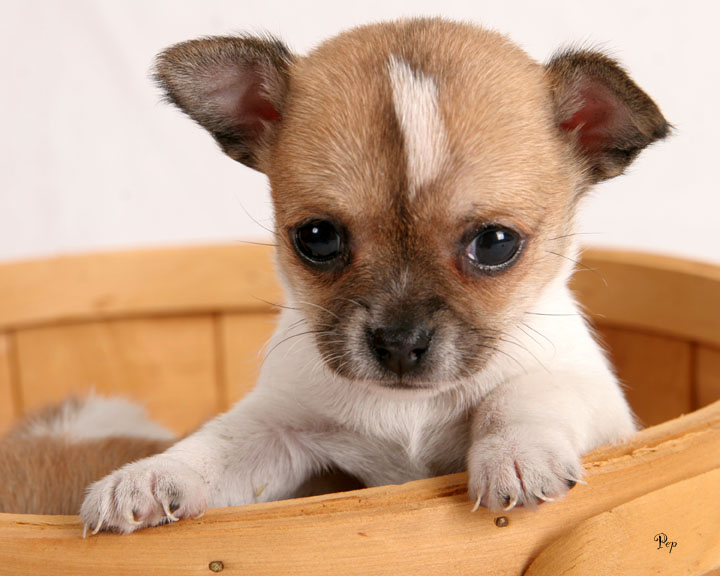 chihuahua (10)