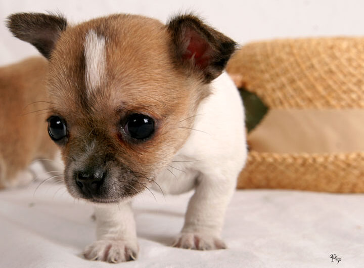 chihuahua (11)
