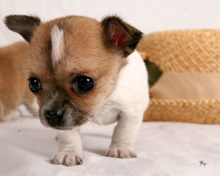 chihuahua (11)