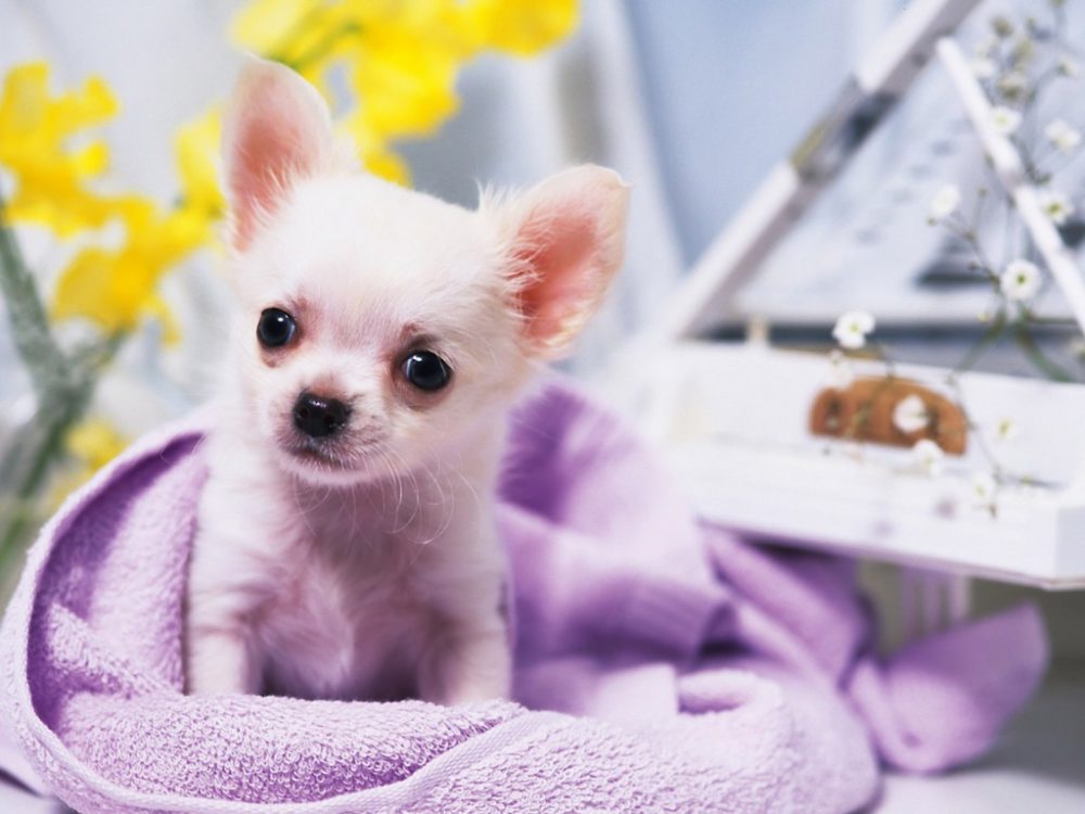 chihuahua (12)