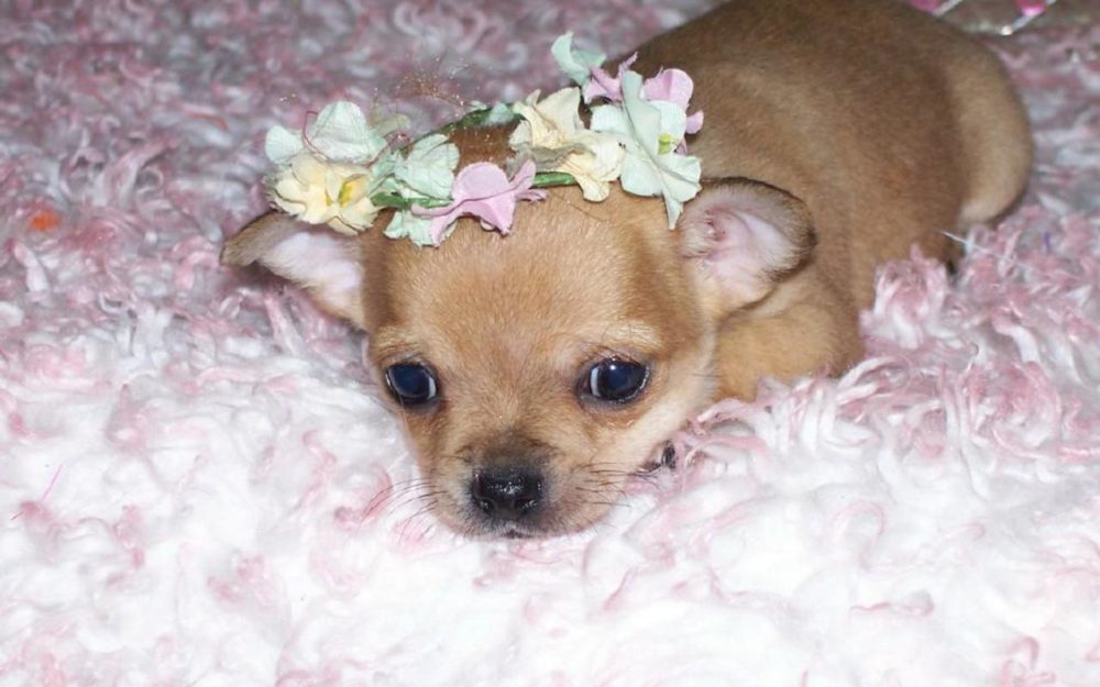 chihuahua (13)