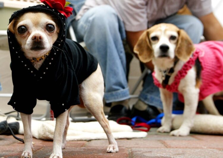chihuahua (14)