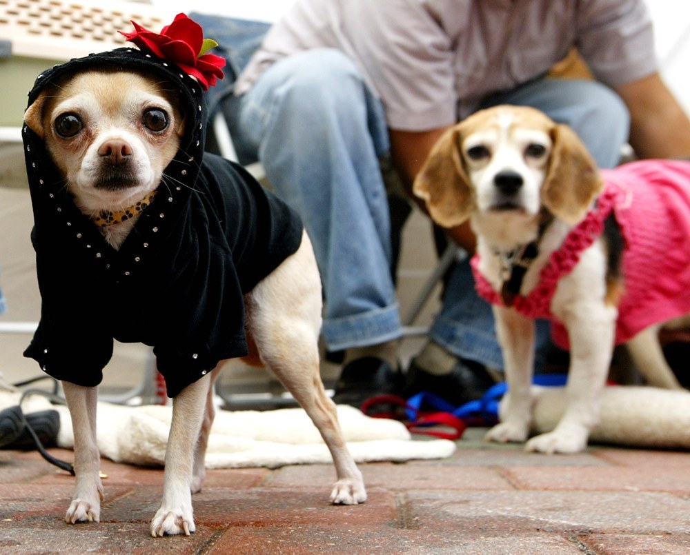 chihuahua (14)