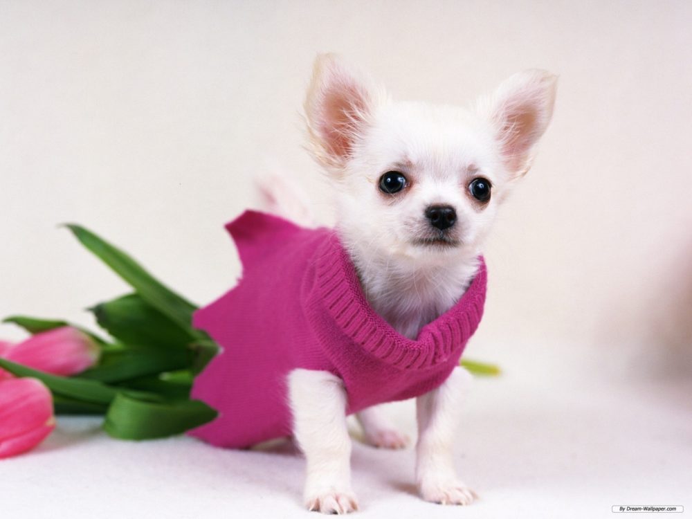 chihuahua (15)