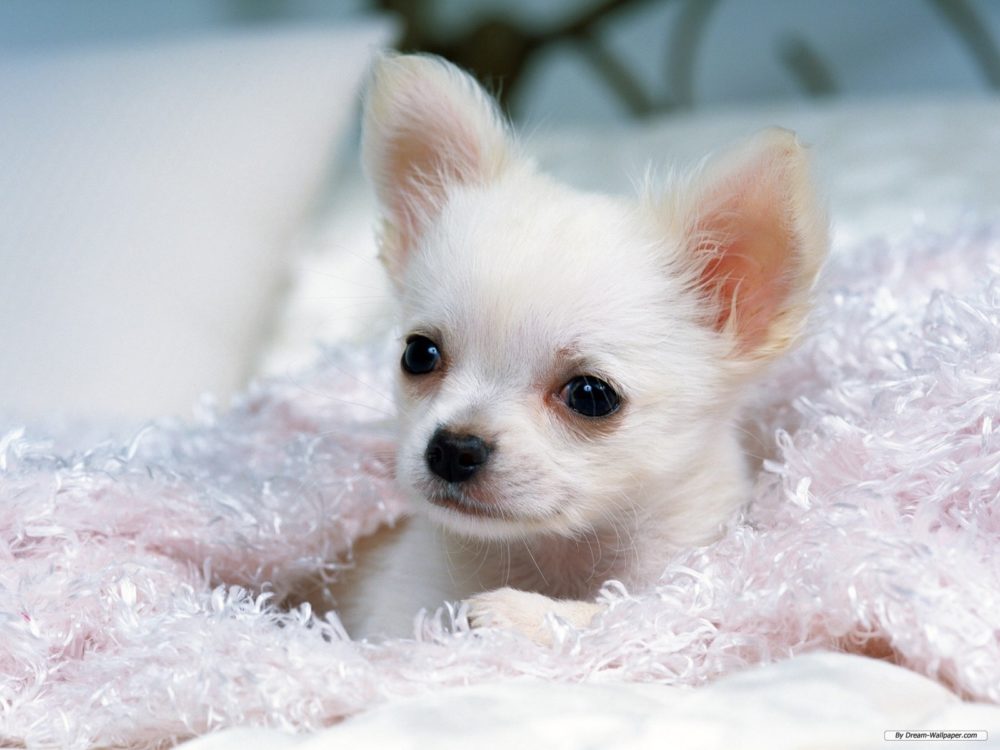 chihuahua (16)