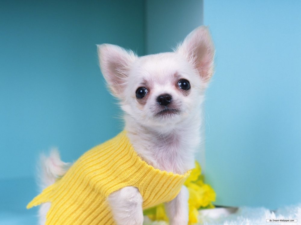 chihuahua (17)