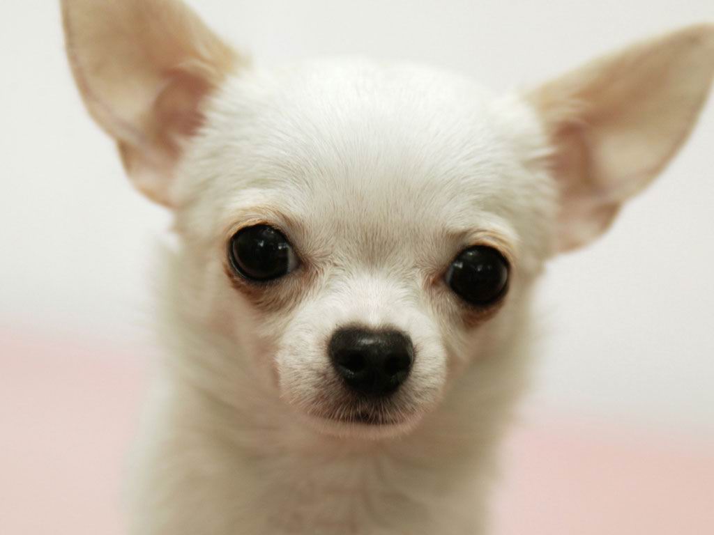 chihuahua (18)
