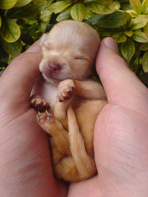 chihuahua (19)