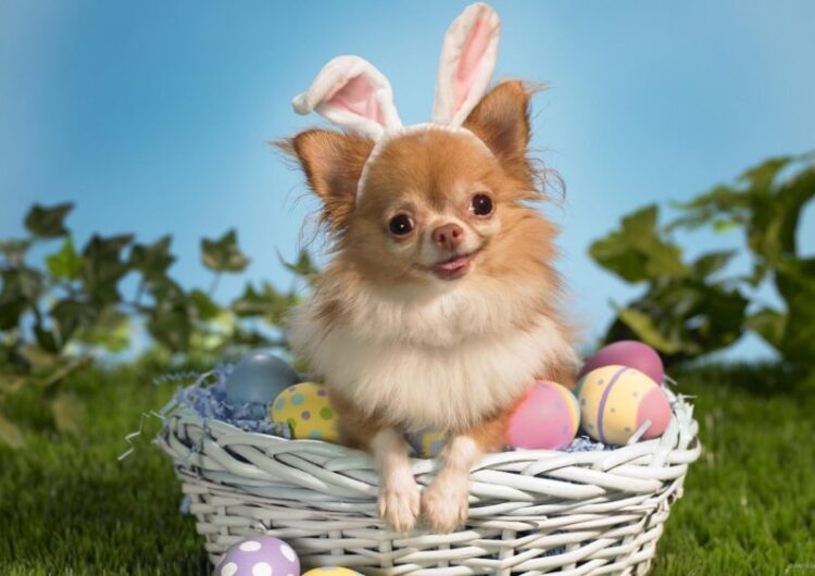 chihuahua (2)