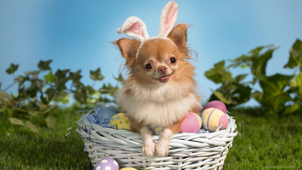 chihuahua (2)