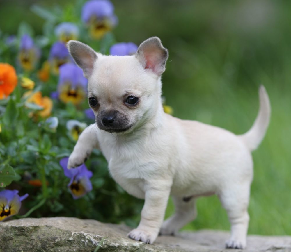 chihuahua (20)