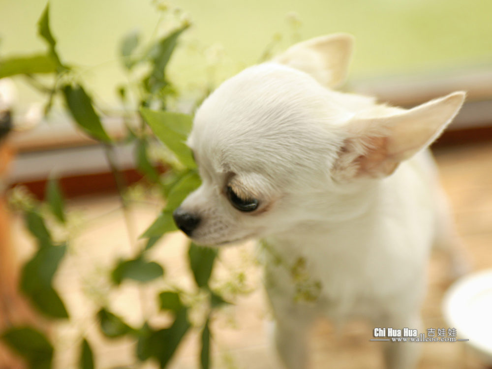 chihuahua (4)