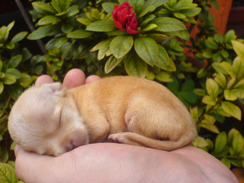 chihuahua (5)