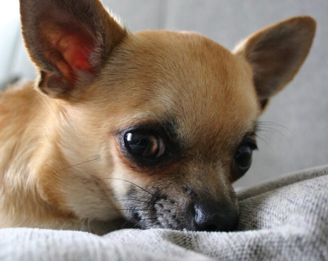 chihuahua (6)