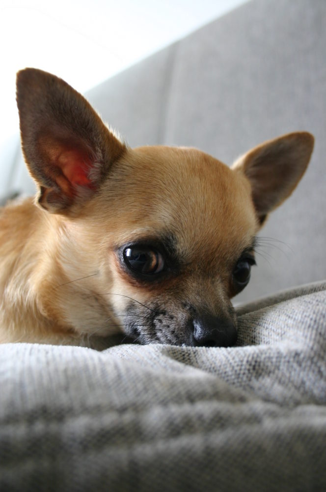 chihuahua (6)