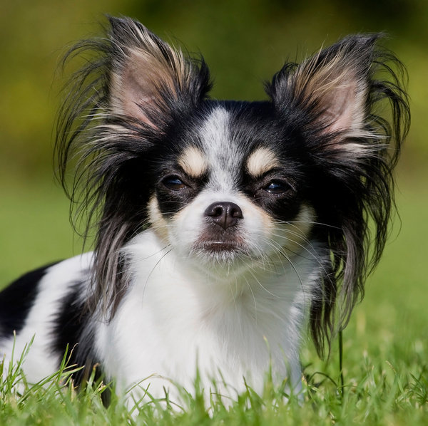chihuahua (7)