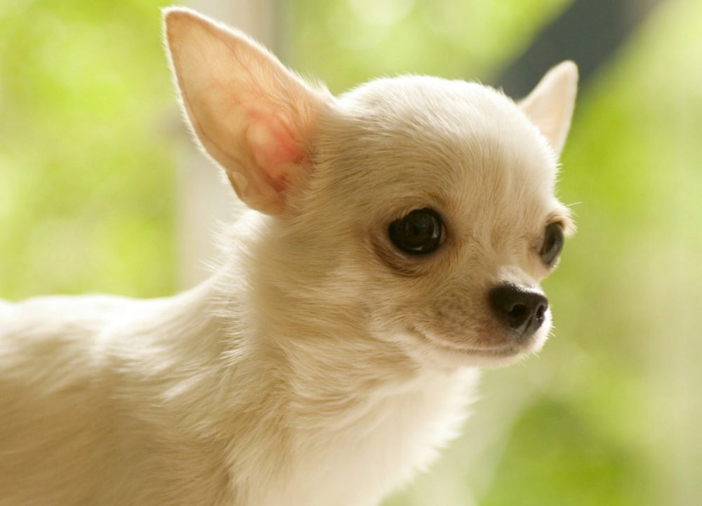 chihuahua (8)