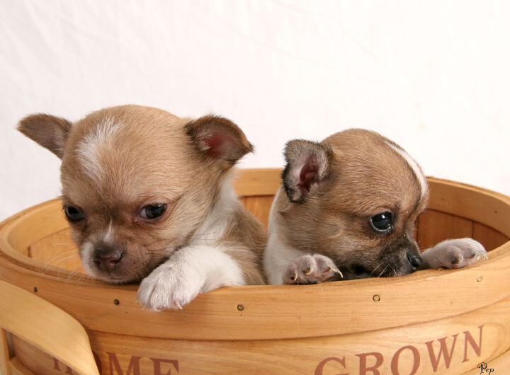 chihuahua (9)