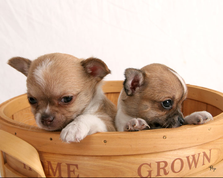 chihuahua (9)