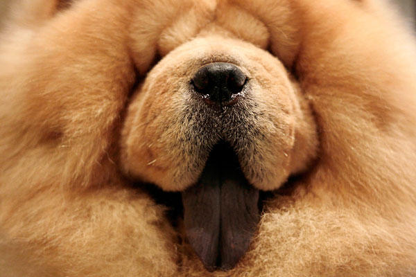 chow-chow (1)