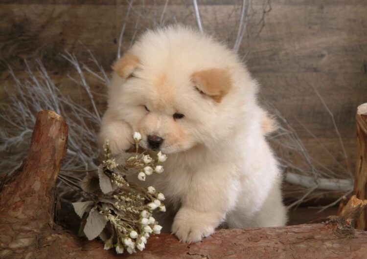 chow-chow (11)