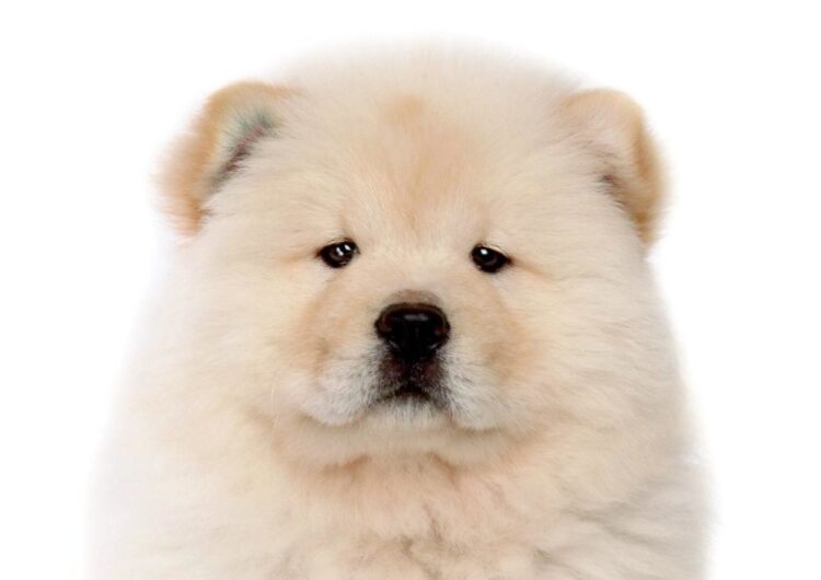 chow-chow (12)