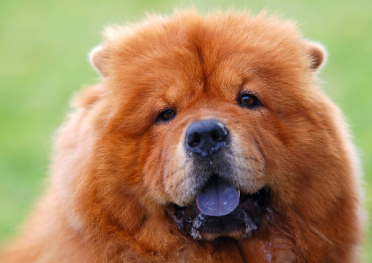chow-chow (13)
