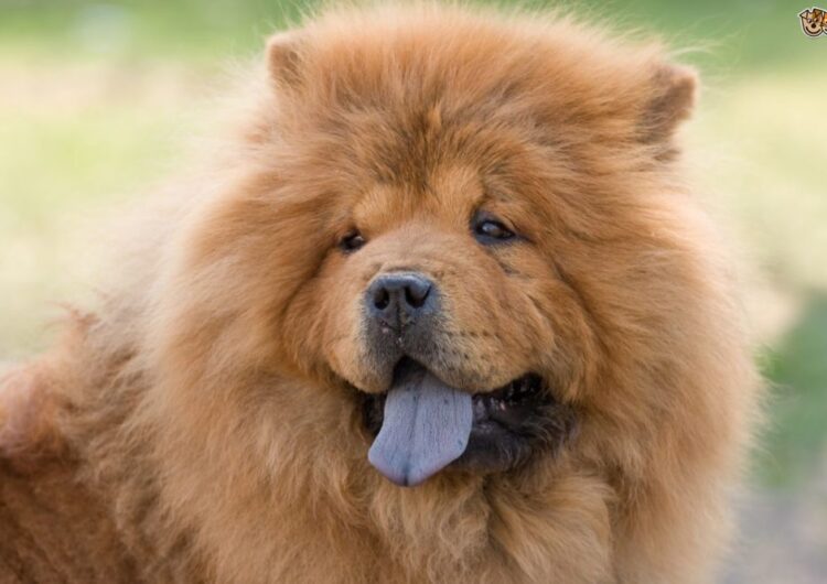 chow-chow (15)