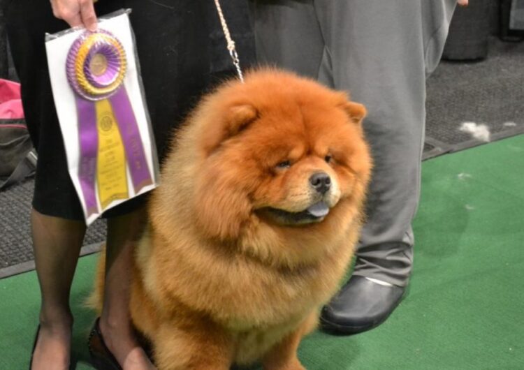 chow-chow (2)