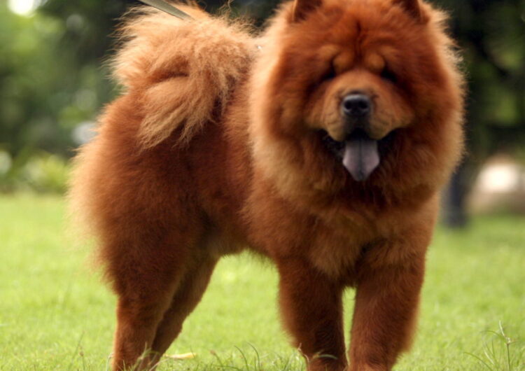 chow-chow (4)