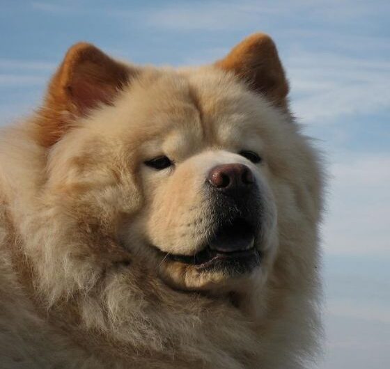 chow-chow (8)