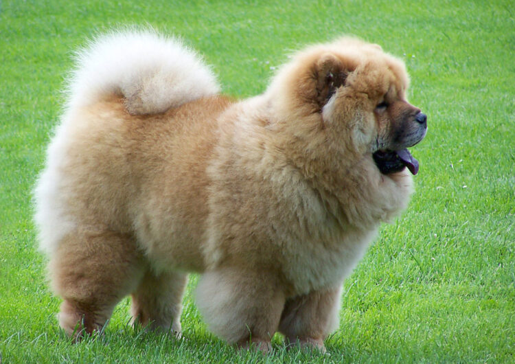 chow-chow (9)
