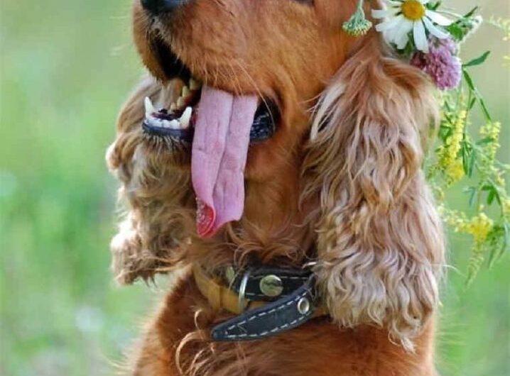 cocker-spaniel-ingles (1)