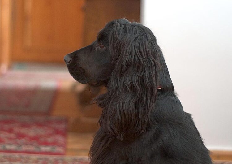 cocker-spaniel-ingles (11)