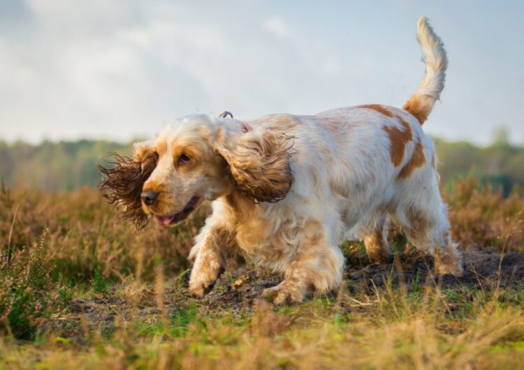 cocker-spaniel-ingles (12)