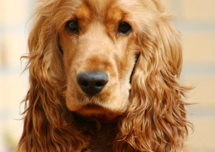 cocker-spaniel-ingles (16)