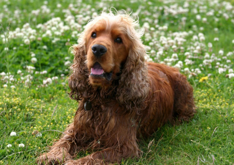 cocker-spaniel-ingles (17)