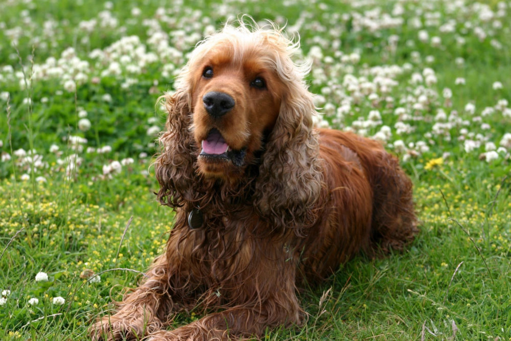 cocker spaniel ingles 17