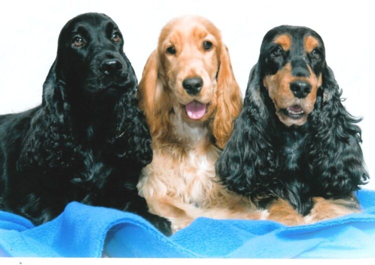 cocker-spaniel Foto: Pixabay