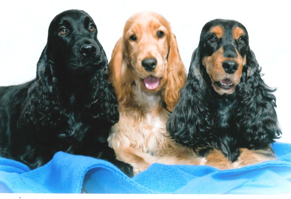 cocker spaniel ingles 2