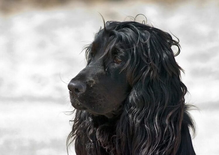 cocker-spaniel-ingles (3)