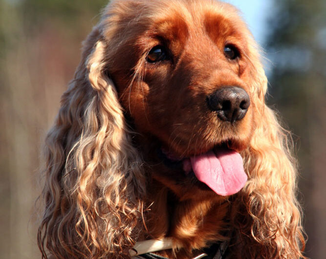 cocker-spaniel-ingles (8)