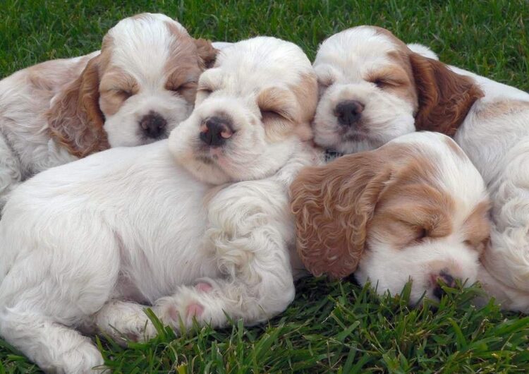 cocker-spaniel-ingles (9)