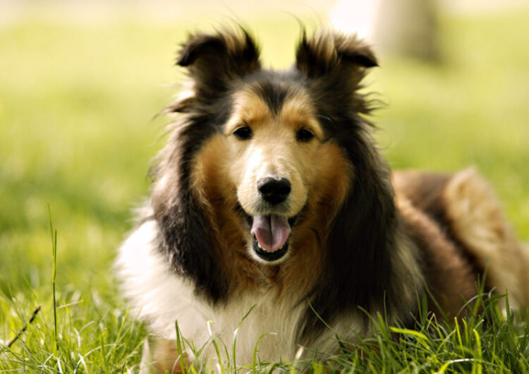 collie (10)