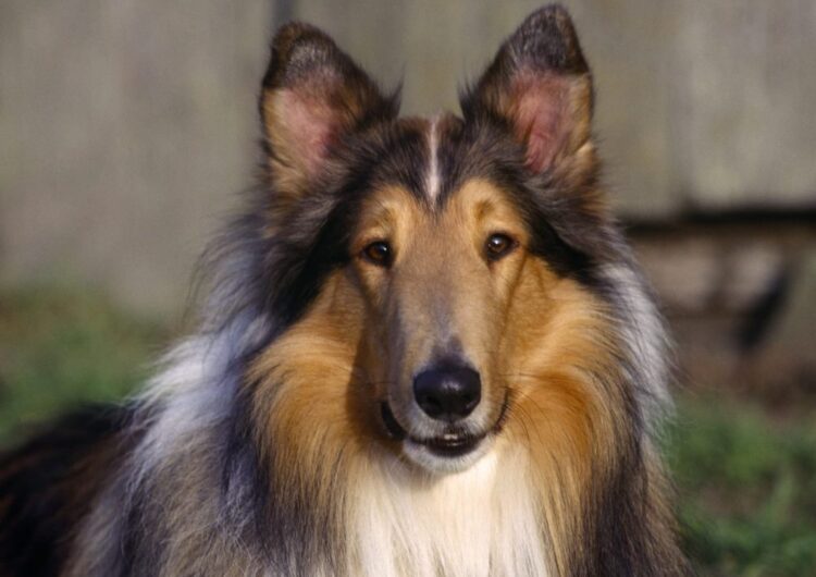 collie (12)