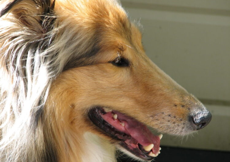 collie (13)