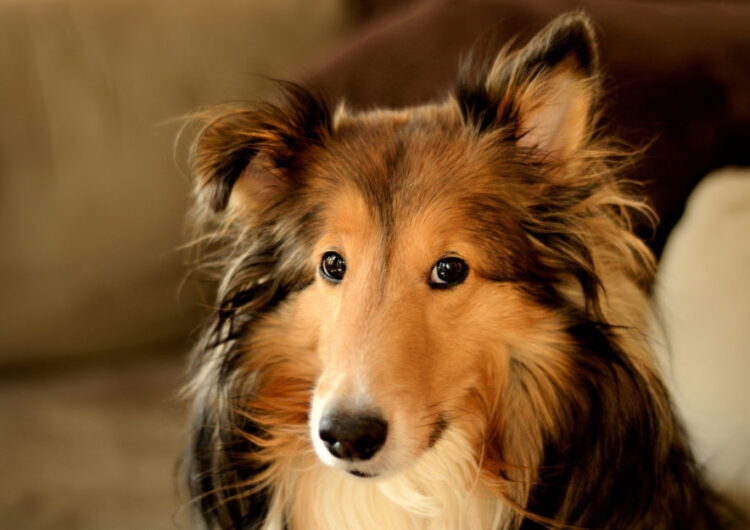 collie (2)