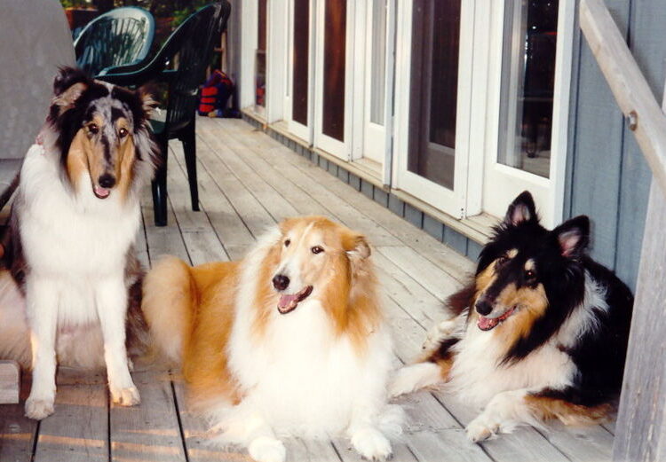 collie (6)