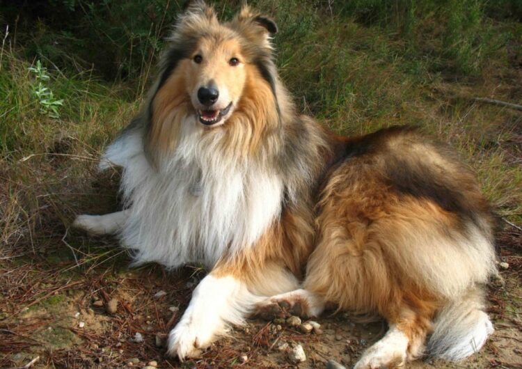 collie (7)
